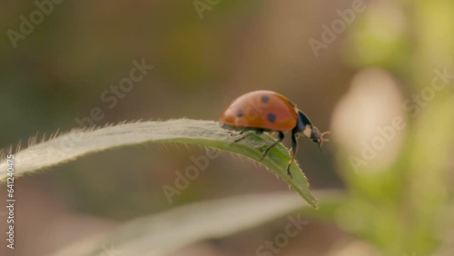 Peaceful Ladybug on a leaf in Garden: Macro Close-up with Soft Warm Light for Nature and Ecology Lovers