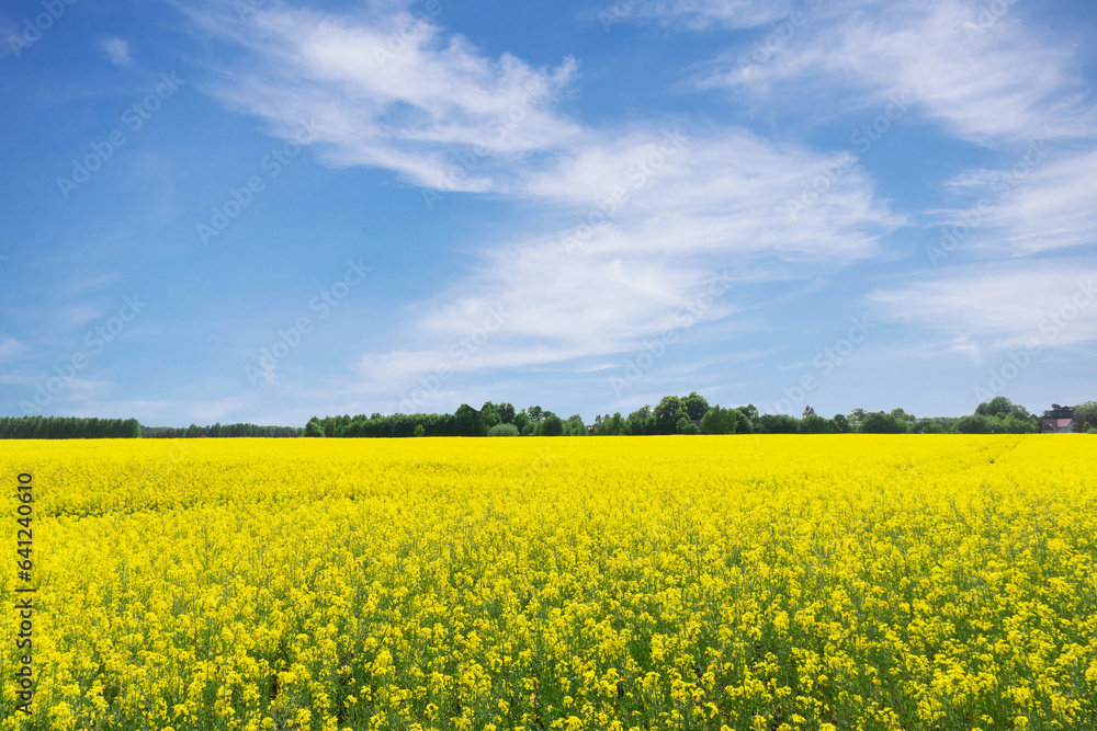 Rapeseed field background. Agriculture landscape. Summer vibes yellow field with blue sky.