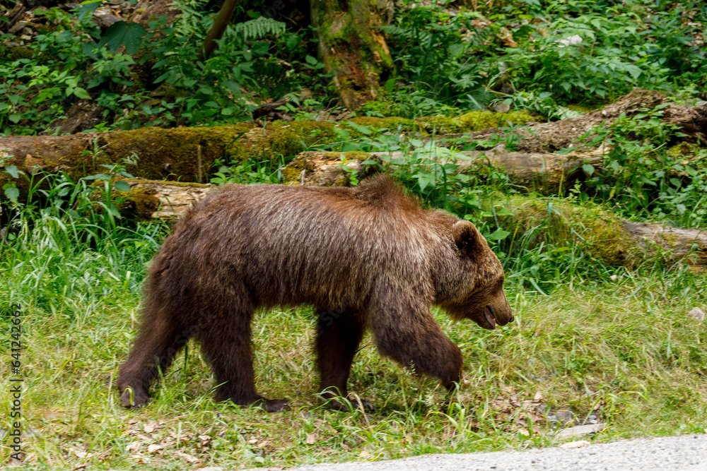 European Brown Bear in the Carpathians of Romania European Brown Bear in the Carpathians of Romania
