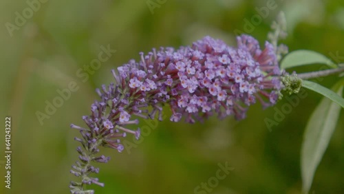 “Close-up of Purple Flower: A Vibrant and Delicate Nature’s Beauty