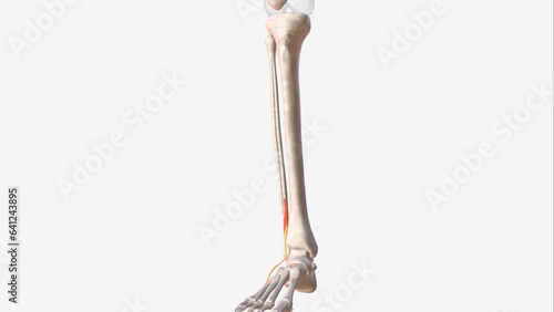 The tibialis anterior muscle, also known as the tibialis anticus, is the largest of four muscles in the anterior compartment of the leg photo