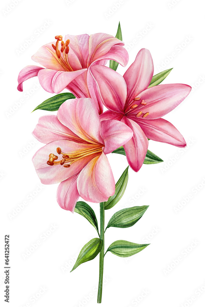 Pink Lilies flowers isolated on white background. Watercolor flora for greeting cards, wedding invitation, birthday card Pink Lilies flowers isolated on white background. Watercolor flora for greeting cards, wedding invitation, birthday card