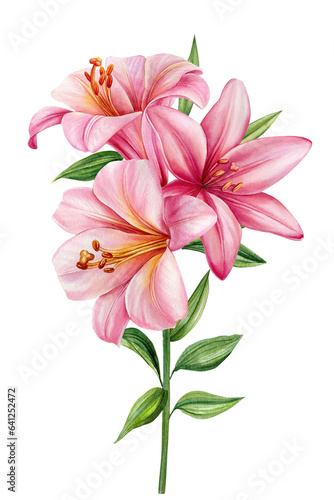 Pink Lilies flowers isolated on white background. Watercolor flora for greeting cards, wedding invitation, birthday card