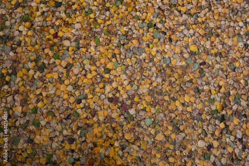 yellow autumn fallen leaves lie on the water surface of the lake. view from above © Aleksandra Iarosh