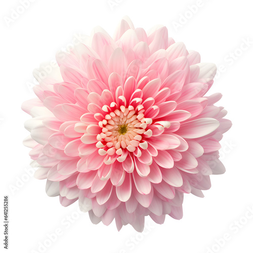 flower  pink  dahlia  chrysanthemum  nature  isolated  beauty  plant  closeup  bloom  floral  flora  blossom  white  macro  petal  garden  spring  summer  flowers  beautiful  petals  daisy  red  color