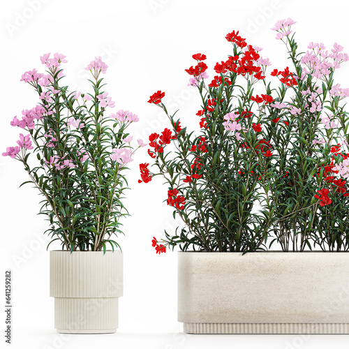 n Beautiful plants with red Nerium oleander flowers in pots on a white background photo