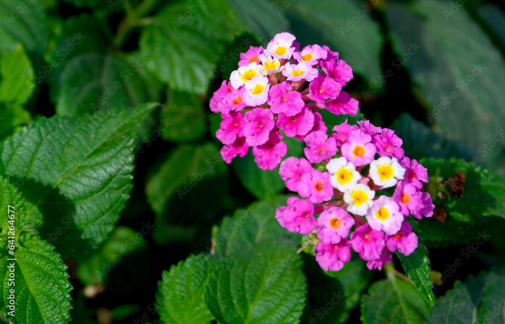 Beautiful purple white Lantana camara flowers in tropical garden of Tenerife,Canary Islands,Spain.
Also known as Big-sage,Wild-sage,Red-sage,Tickberry.
Selective focus. Beautiful purple white Lantana camara flowers in tropical garden of Tenerife,Canary Islands,Spain.
Also known as Big-sage,Wild-sage,Red-sage,Tickberry.
Selective focus.
