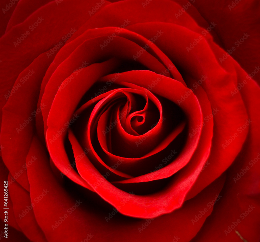 close up of red rose close up of red rose