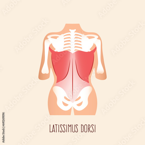 Latissimus dorsi muscle on human body. Vector illustration. photo