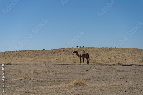 asian camels in a desert sitting in a group © oybekostanov