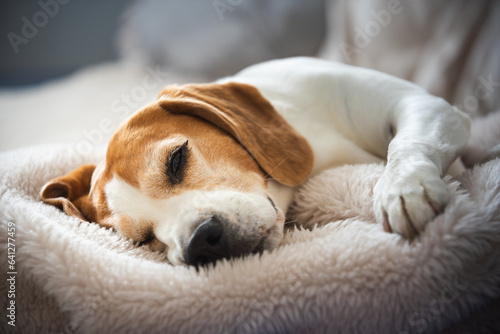 Cute Beagle sleeping on sofa at home. Adorable pet background © Przemyslaw Iciak