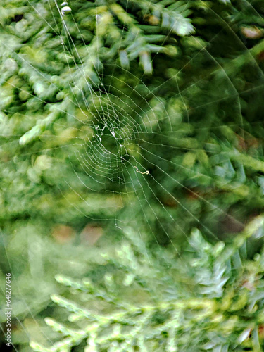 Spider web on a coniferous shrub, macro lens.