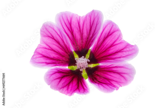 wood mallow isolated