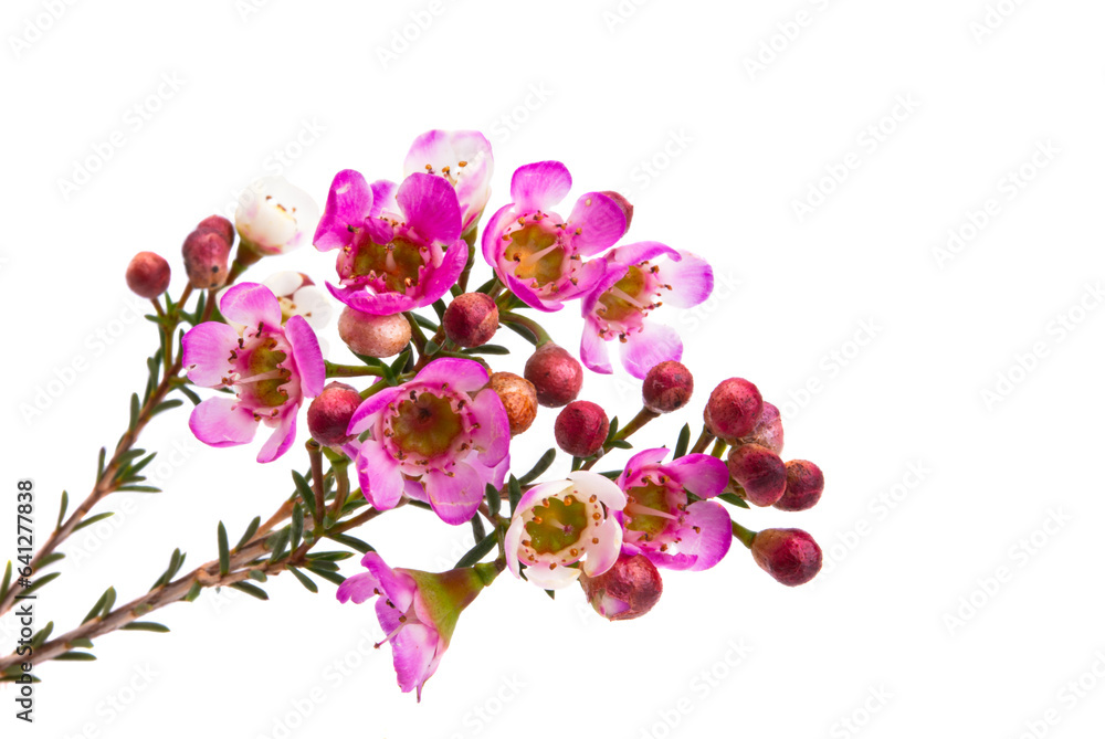 Fototapeta premium Chamelaucium flowers isolated