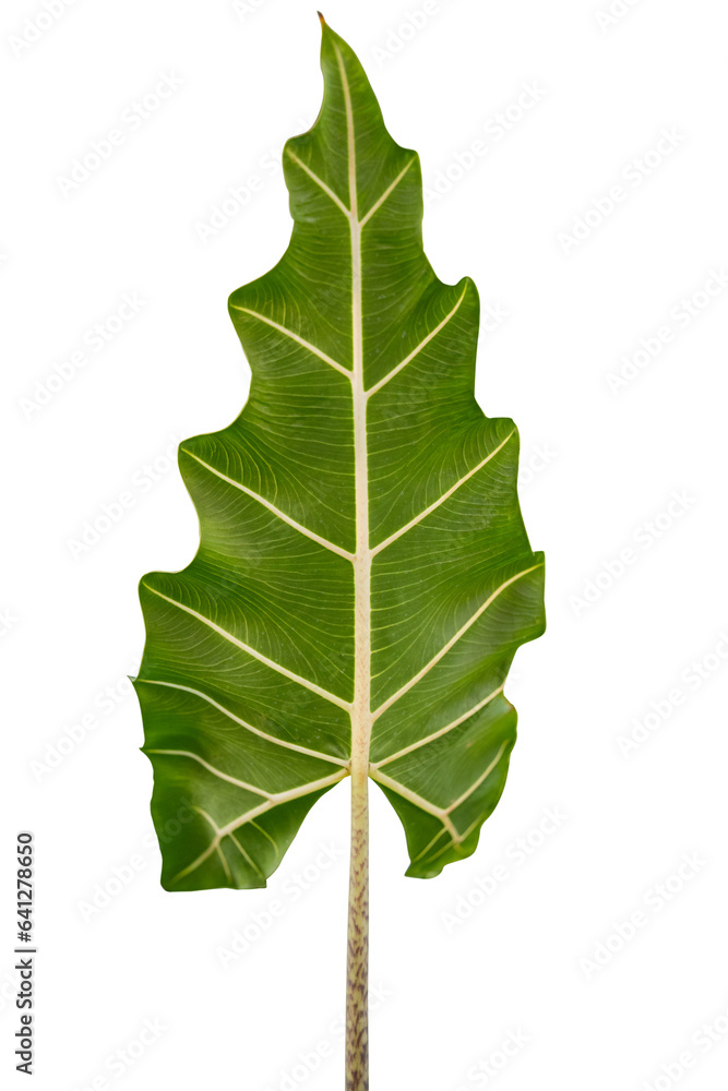 green alocasia leaf closeup green alocasia leaf closeup