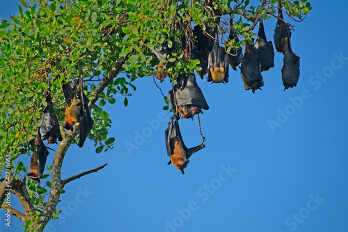Sri Lankan Fruit Bats resting on a tree hanging down against blue sky during daytime - captured at Galle Sri Lanka.