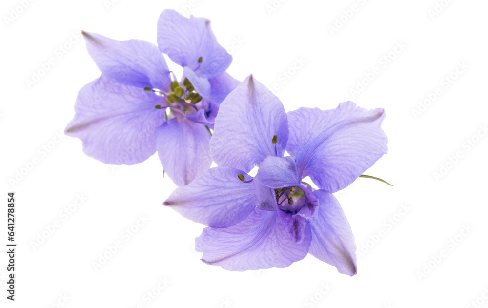 delphinium flower isolated