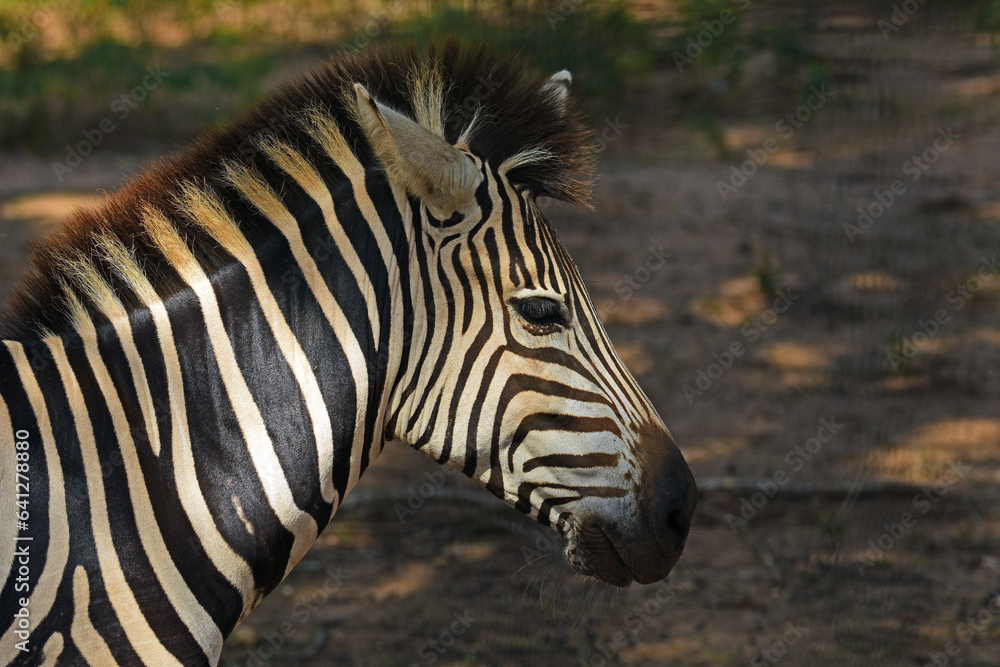 Zebra close-up captured at Ridiyagama safari Sri Lanka. Zebra close-up captured at Ridiyagama safari Sri Lanka.