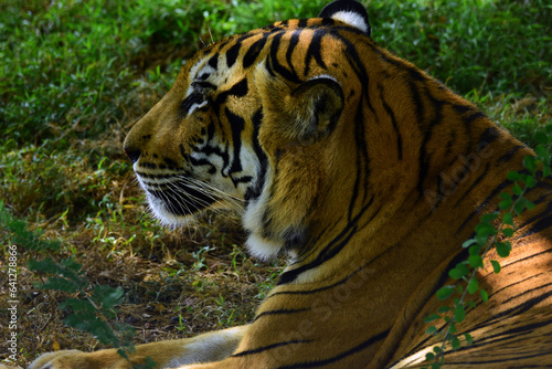 Bengali tiger close-up captured at Ridiyagama safari Sri Lanka.