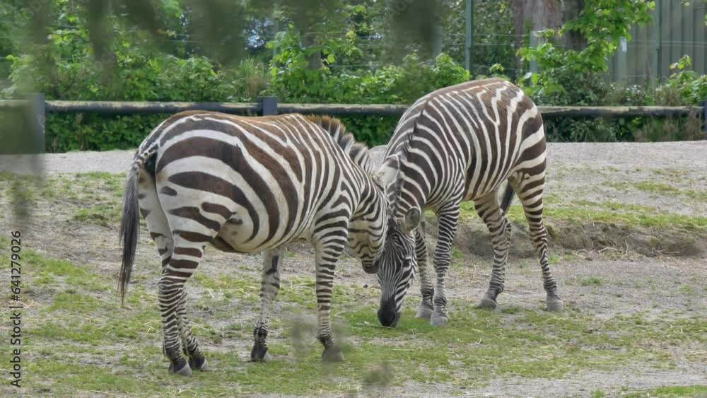 A dazzle of Zebras (Equus quagga) in captivity eating grass. Dublin Zoo animals A dazzle of Zebras (Equus quagga) in captivity eating grass. Dublin Zoo animals