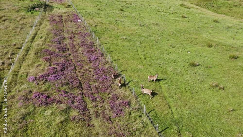 Drone shot of a herd of red deer on the moorland and peatland on the Isle of Lewis, part of the Outer Hebrides of Scotland. There are two fawns and two does. They walk along the fencing around crofts. Drone shot of a herd of red deer on the moorland and peatland on the Isle of Lewis, part of the Outer Hebrides of Scotland. There are two fawns and two does. They walk along the fencing around crofts.