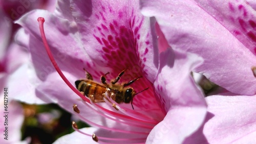 Closeup of a bee on a beautiful purple blossom.