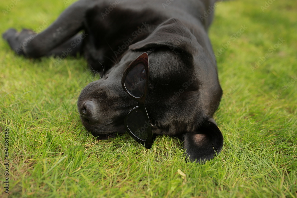 beautiful black labrador dog in black sunglasses lies on green grass beautiful black labrador dog in black sunglasses lies on green grass
