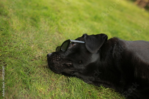 beautiful black labrador dog in black sunglasses lies on green grass © Anhelina Tyshkovets