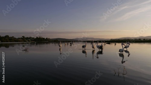 Wallpaper Mural Pelicans in shallow quiet reflecting water at sunset. Slowmo drone panning shot Torontodigital.ca