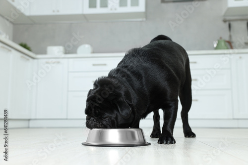 Cute Pug dog eating from metal bowl in kitchen © New Africa