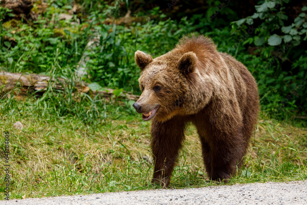 European Brown Bear in the Carpathians of Romania