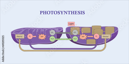 Photosynthesis