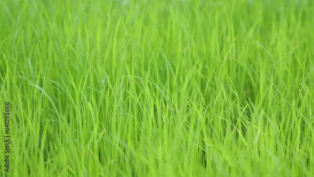Nature wind blowing top of rice or green grass in the farm. Nature wind blowing top of rice or green grass in the farm.