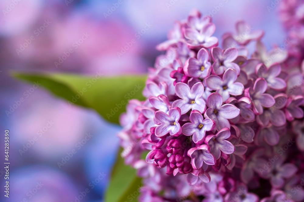 Blooming lilac flowers. Macro photo. Blooming lilac flowers. Macro photo.