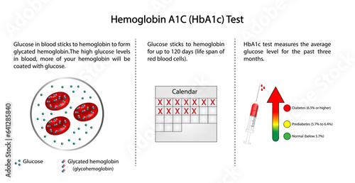Hemoglobin A1C, HbA1c test , HbA1c levels, Glucose sticks to hemoglobin, glycated hemoglobin, up to 120 days. A1C Blood Sugar Test, Diabetes Mellitus, Infographic, Vector illustration.