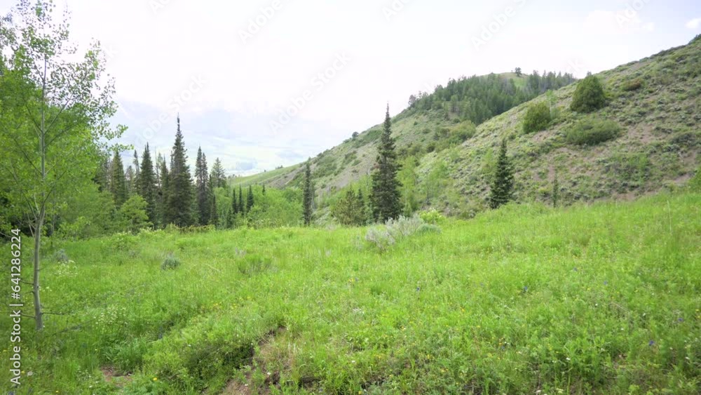 Solo female hiker walking on hiking trail into a forest lined with aspen trees, pan Solo female hiker walking on hiking trail into a forest lined with aspen trees, pan