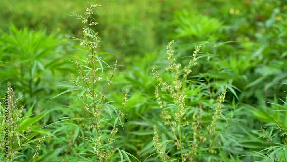 nature green grass in the wind green flowers sun wind nature green grass in the wind green flowers sun wind
