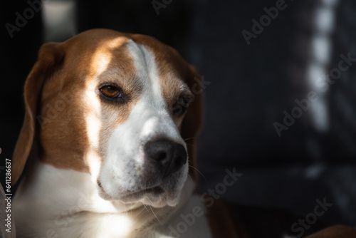 Beagle dog tired sleeps on a couch indoors. Bright sunny interior. Canine theme. © Przemyslaw Iciak
