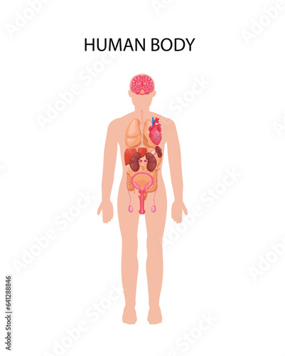 Human Body with Organs, Infographic