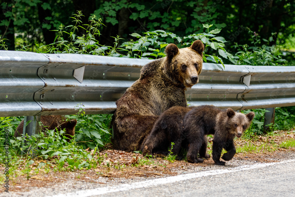 custom made wallpaper toronto digitalEuropean Brown Bear in the Carpathians of Romania
