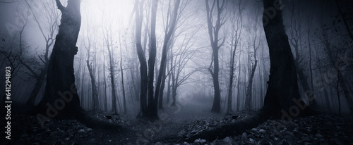 forest at night, dark fantasy halloween background © andreiuc88