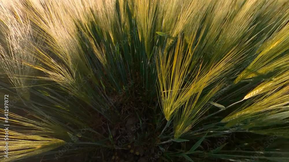 Cereal Agriculture Crops Field Illuminated By Sunrise. Wide Angle Lift-Up Slow Motion Shot Cereal Agriculture Crops Field Illuminated By Sunrise. Wide Angle Lift-Up Slow Motion Shot