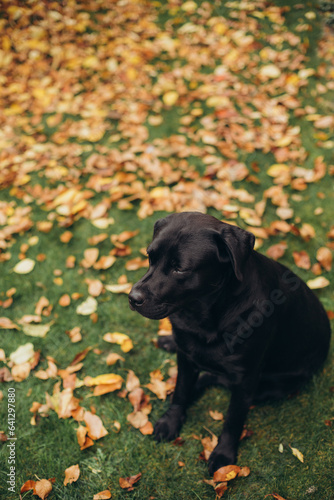 beautiful black labrador dog lies on a yellow fallen leaf and on green grass. a happy dog is rolling on the grass. autumn atmosphere