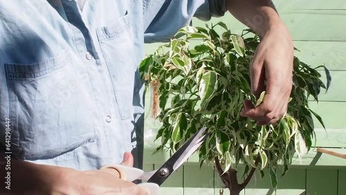 Close up Woman cuts leaves of ficus benjamina with grey scissors photo