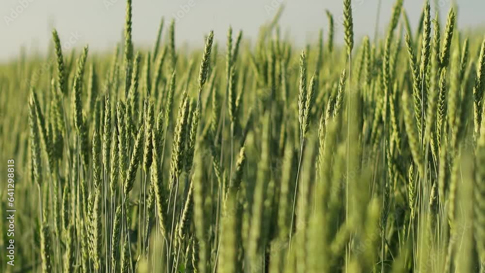 Ears of young wheat in the field. The concept of food crisis and disruption of supply and supply chains. World Hunger Issues