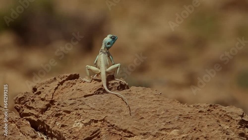 male Sinai agama (Pseudotrapelus sinaitus) Standing and looking around photo