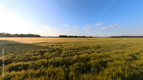 Cereal Agriculture Crops Field Illuminated By Sunrise. Tracking Slow Motion Shot. photo