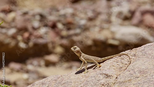 female Sinai agama (Pseudotrapelus sinaitus) Standing and looking around photo