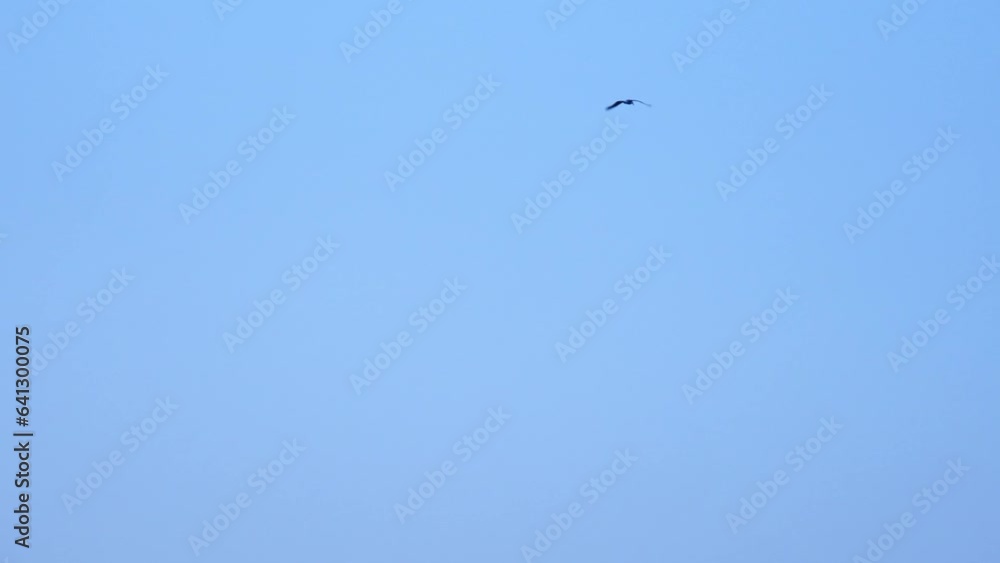 Small Bird In Flight Flapping Its Wings Against Blue Sky. low angle, wide Small Bird In Flight Flapping Its Wings Against Blue Sky. low angle, wide