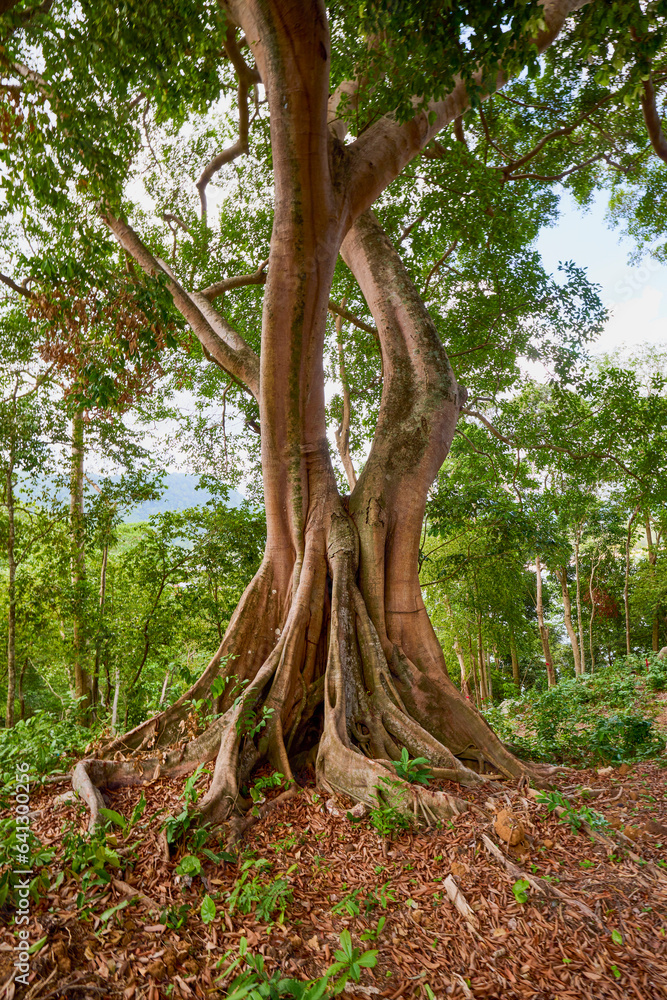 a tree with roots in a forest in Thailand. a tree with roots in a forest in Thailand.